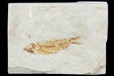Bargain, Cretaceous Fossil Fish (Armigatus) - Lebanon #102565-1